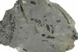 Fossil Flora (Zeilleria, Macroneuropteris & Annularia) Plate #201744-1